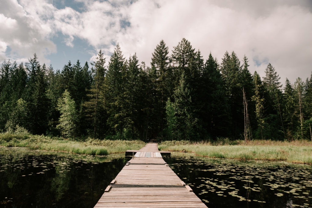 Wooden dock leading from lily pads in the lake to a forest filled with tall cedar trees