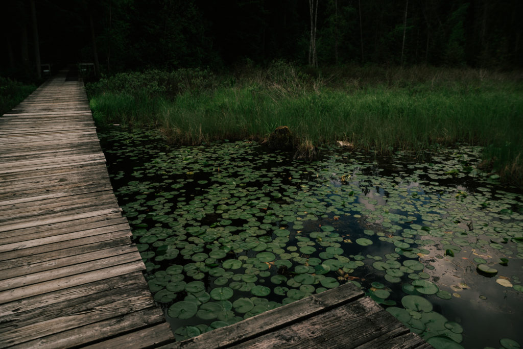 Lily pads dockside nestled among tall green lake grasses at the edge of the cool forest shade