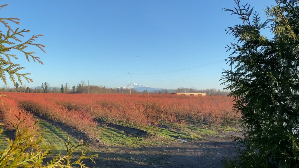 Blueberry fields at Sinocan Winery under a sunny blue sky and with mountain peaks in the distance